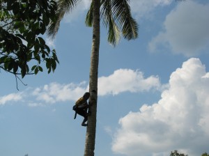 Sixty-seven year old Dayak village elder Pak Ijai climbs a tall coconut tree