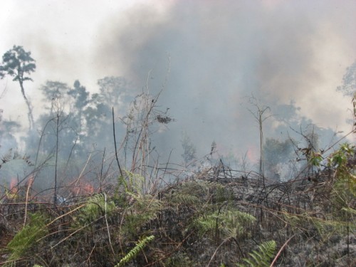 Fire rages on eastern side of Tanjung Puting National Park